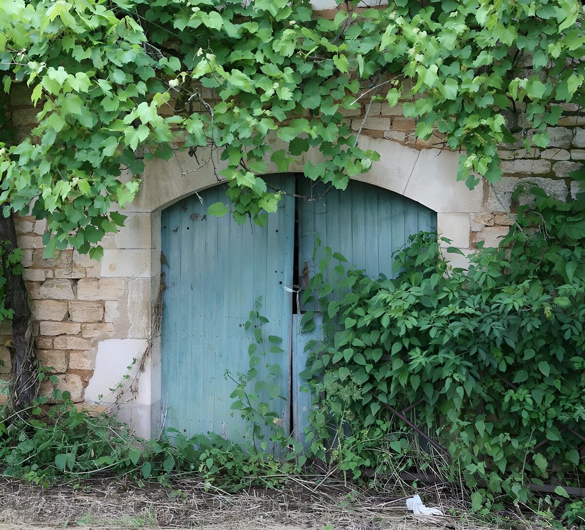 Alte blaue Doppeltür im wilden Grün