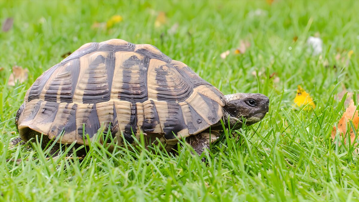 Landschildkröte im saftig grünen Gras