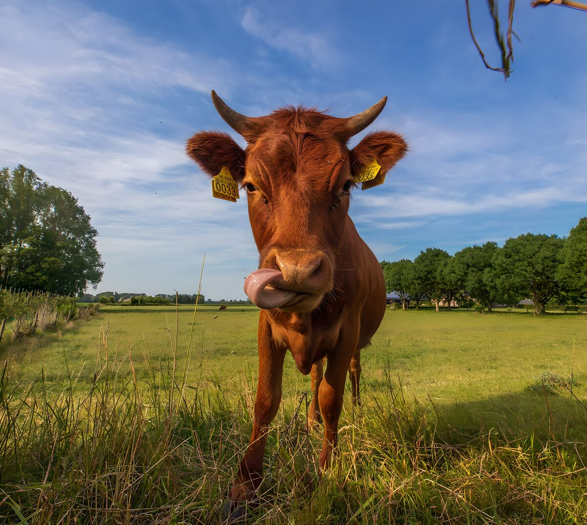 Braune Kuh auf sonniger Wiese