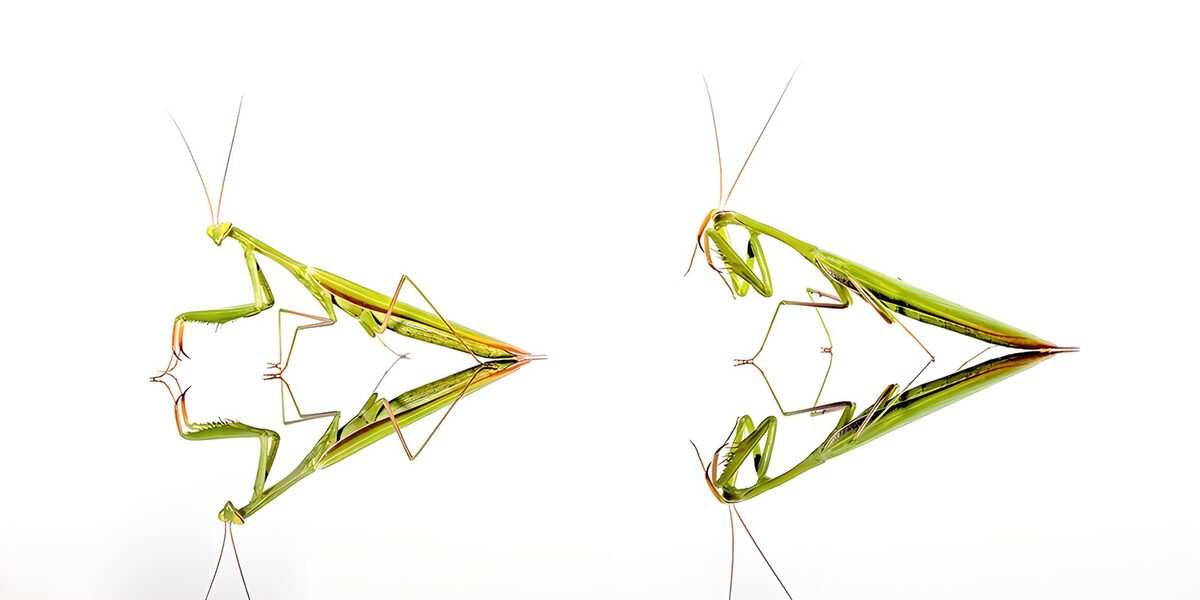 Zwei grüne Gottesanbeterinnen mit Spiegelbild