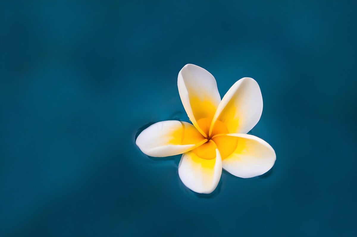 Frangipaniblüte auf blauem Wasser