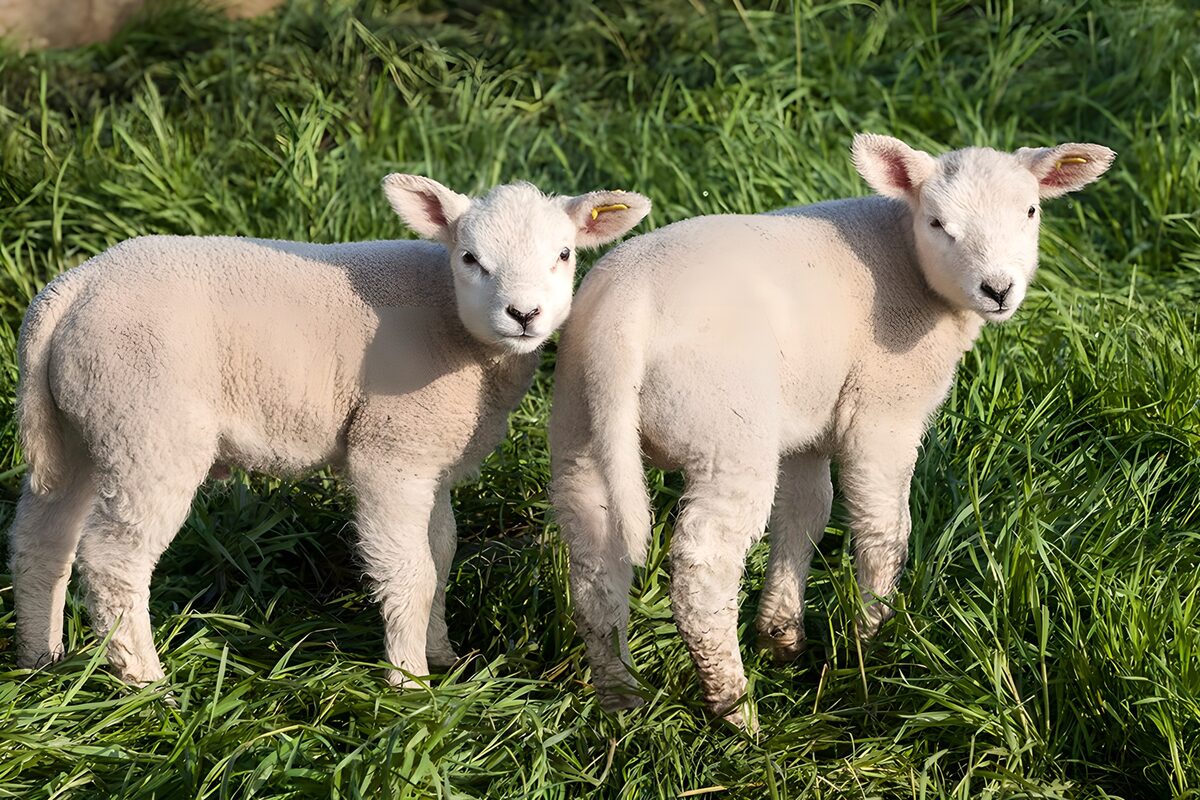 Zwei weiße Lämmer im sonnigen Gras