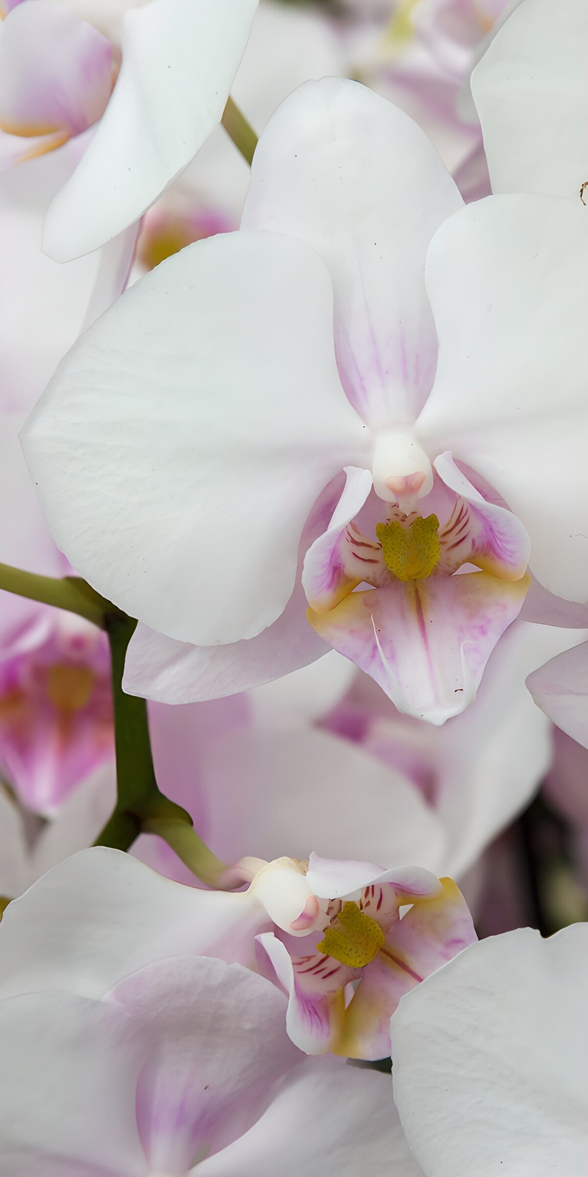 Weiße Orchideen in Nahaufnahme