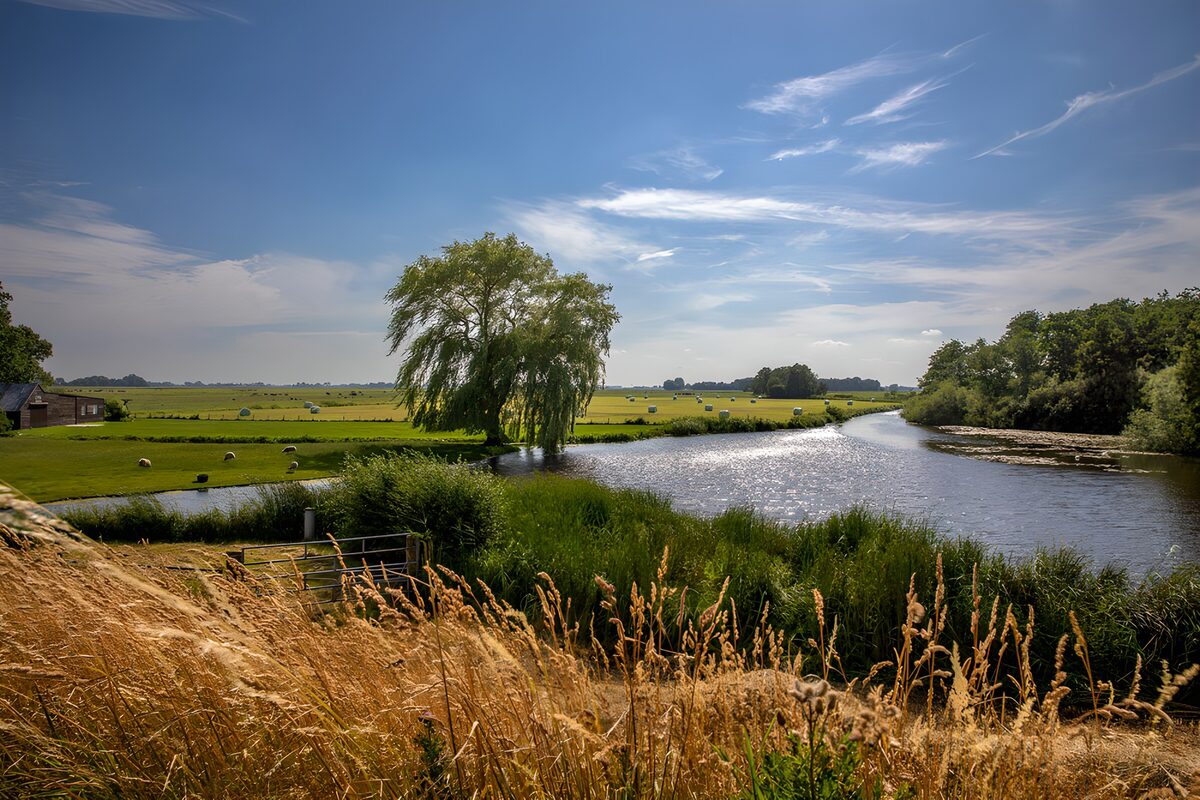 Flussbogen mit Weide im Sonnenlicht