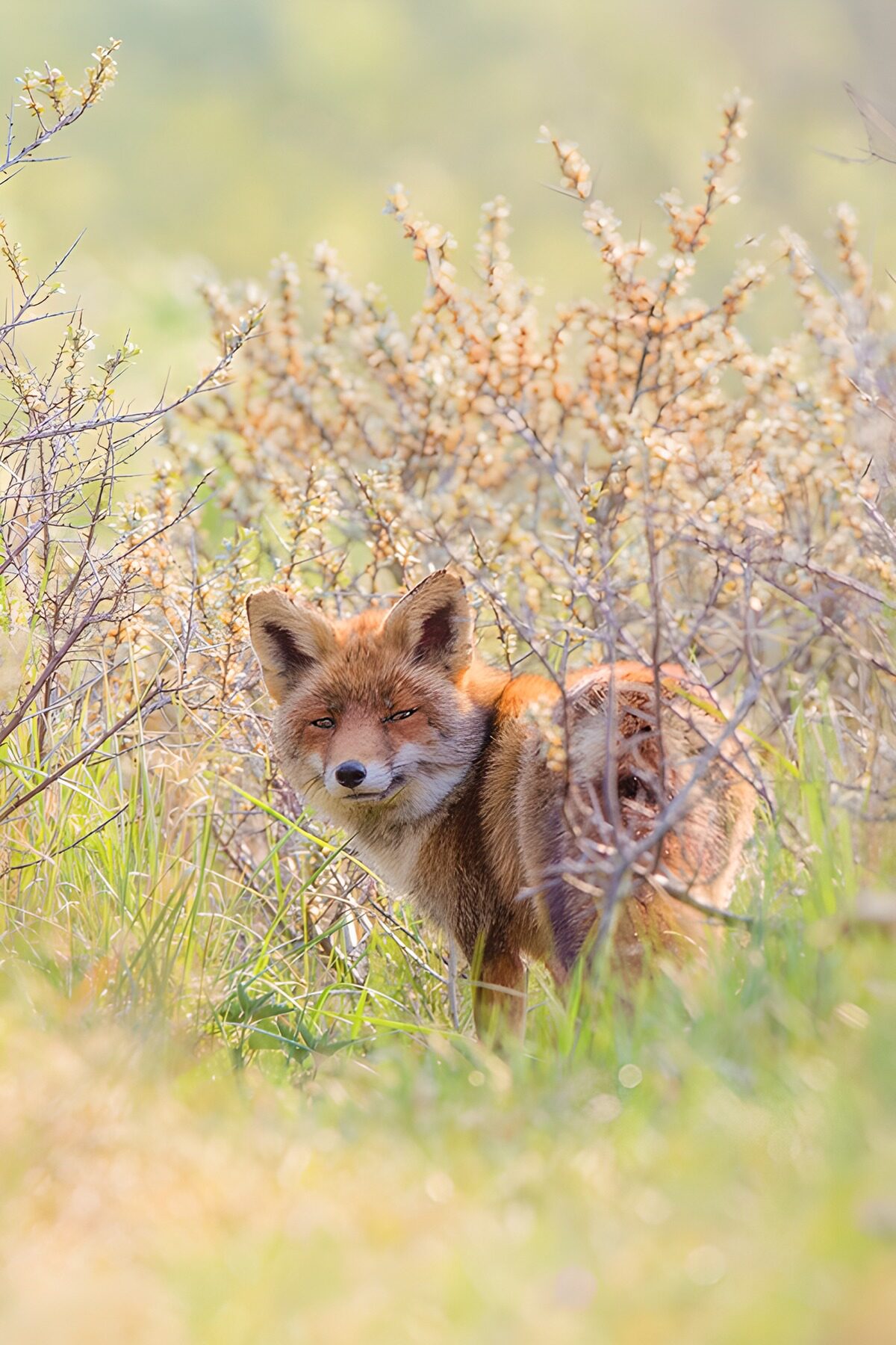 Rotfuchs im hohen Gras mit wachsamem Blick
