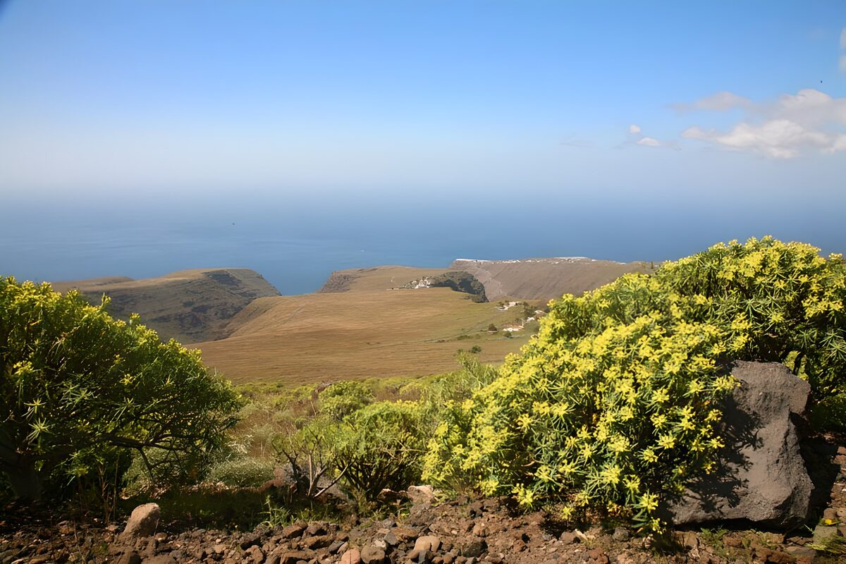 Sonnige Steilküste mit gelben Blüten