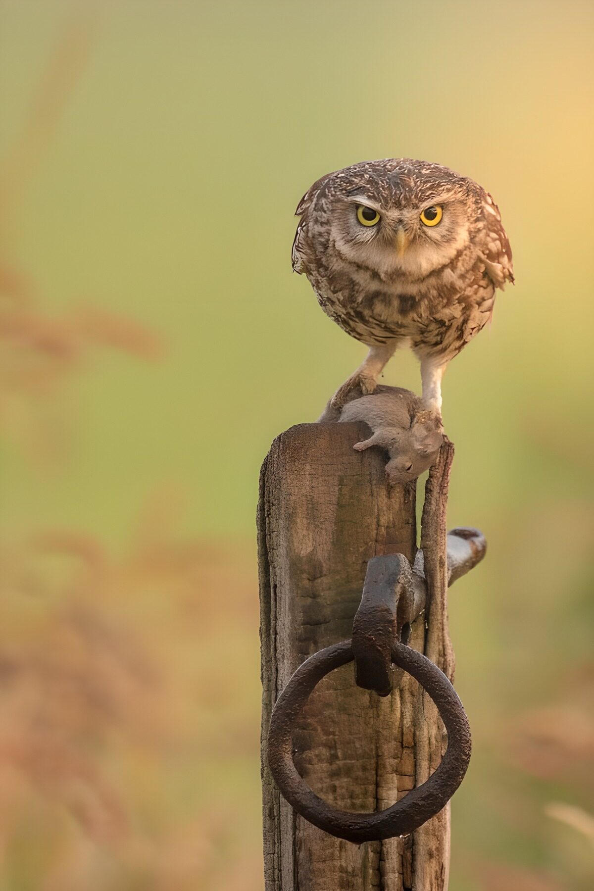 Eule mit Beute auf altem Holzpfosten