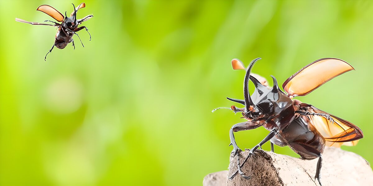 Zwei Nashornkäfer zwischen Ast und Flug