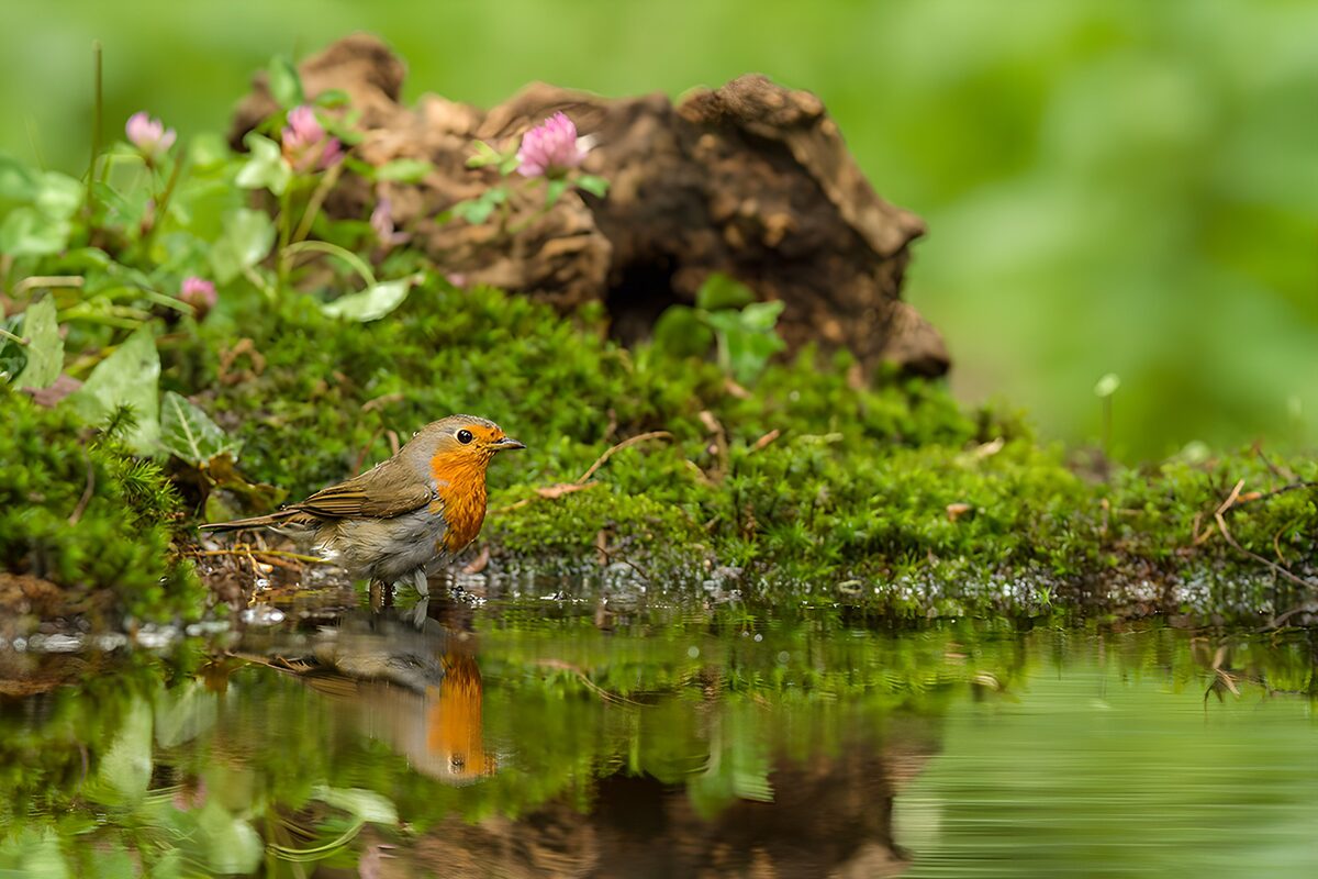 Rotkehlchen im Wasser am grünen Moosufer