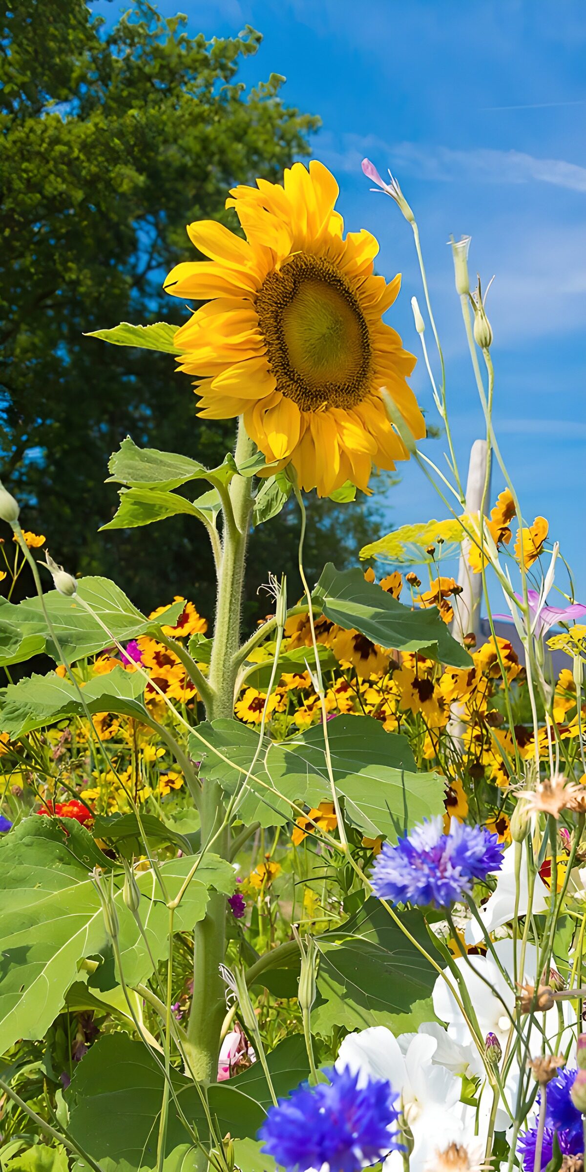 Sonnenblume unter blauem Himmel