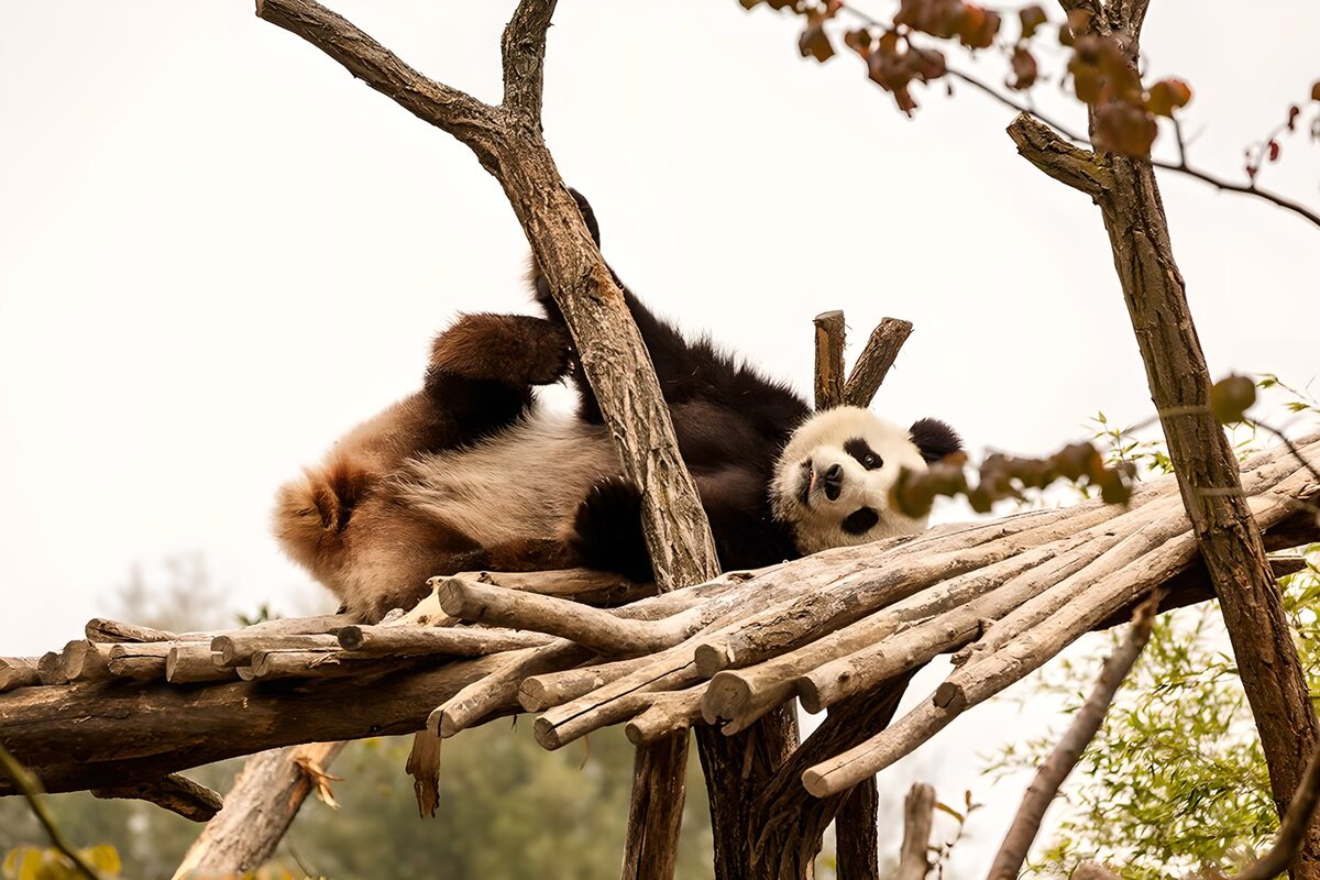Panda in Rückenlage auf dem Holzpodest