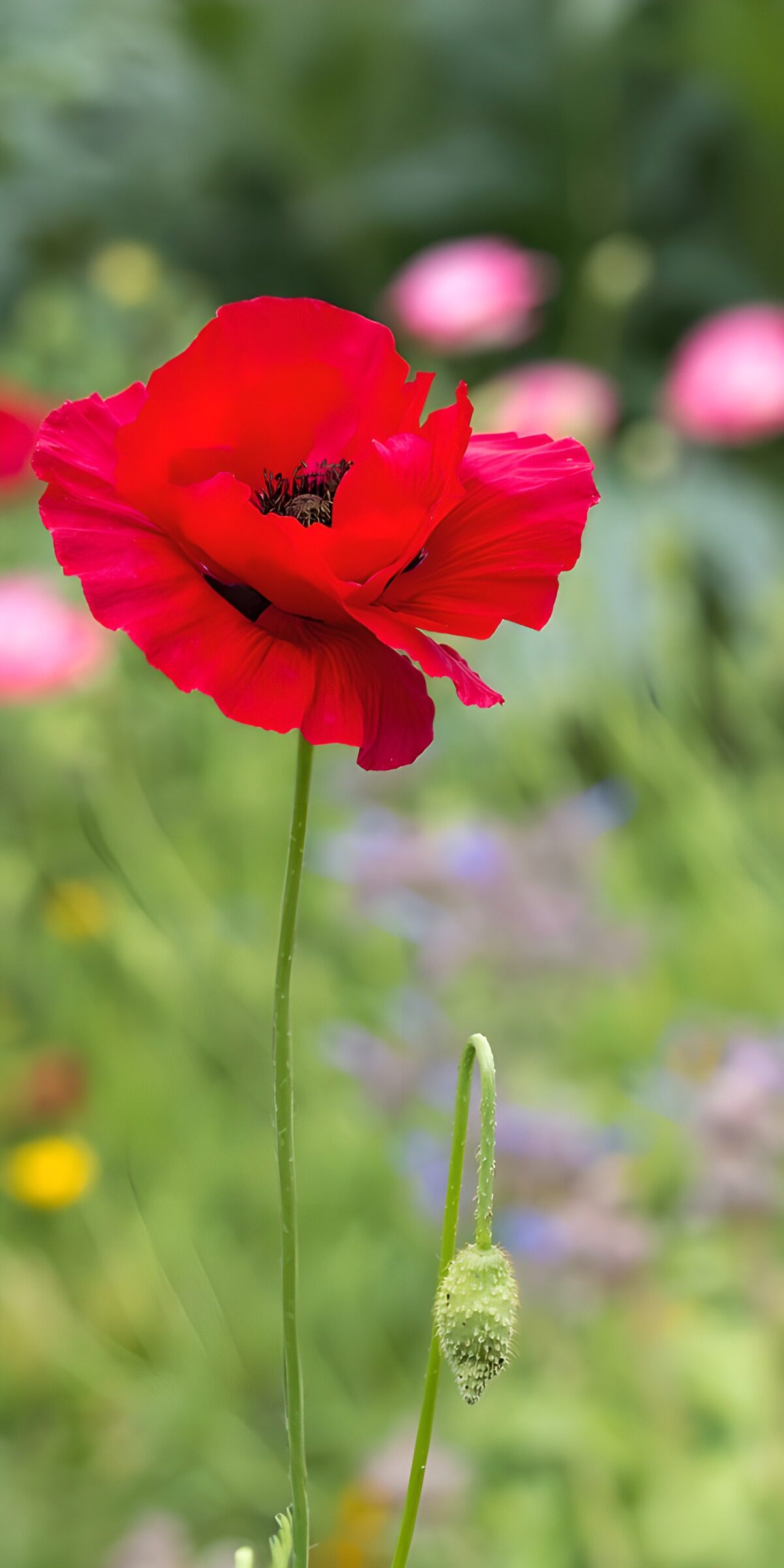 Roter Mohn vor weichem Blütengrün