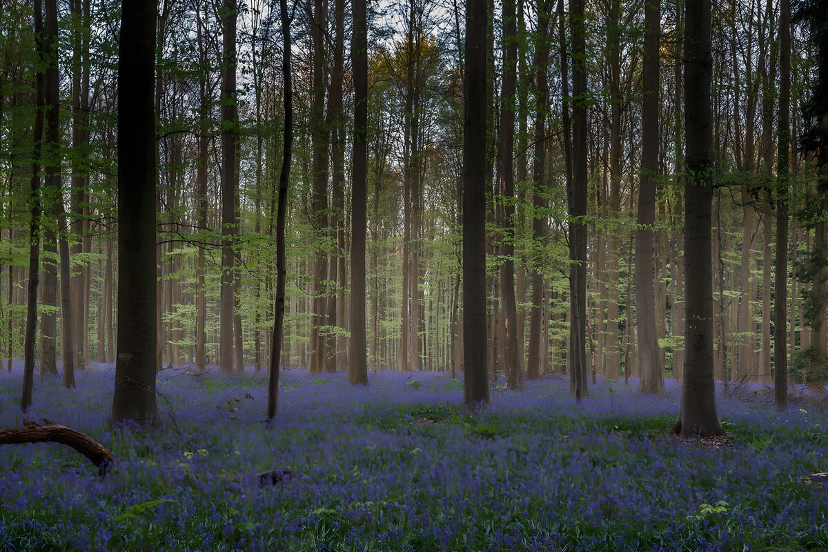 Ein blaues Blütenmeer in der Waldstille