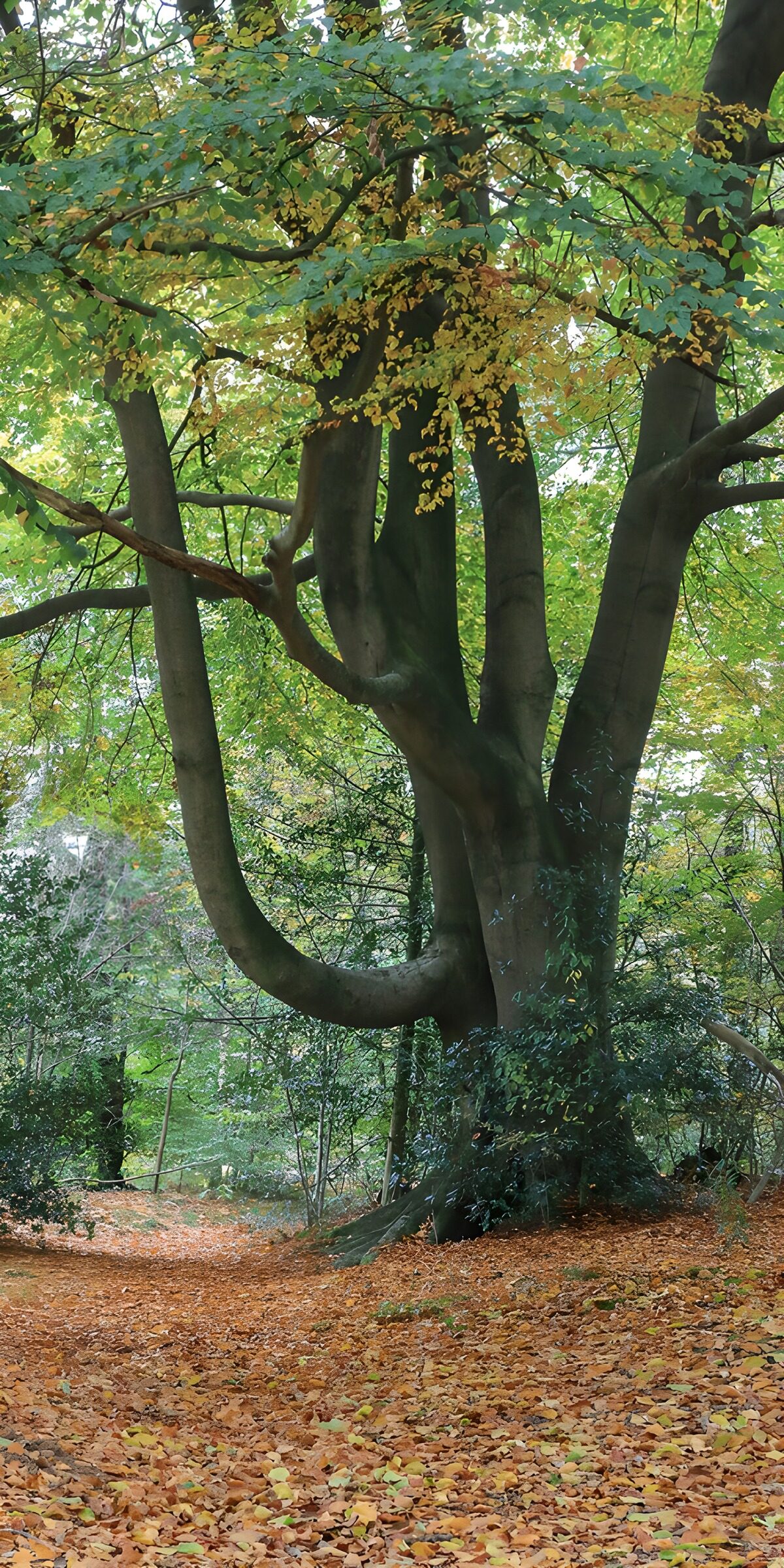 Herbstbaum mit geschwungenen Ästen