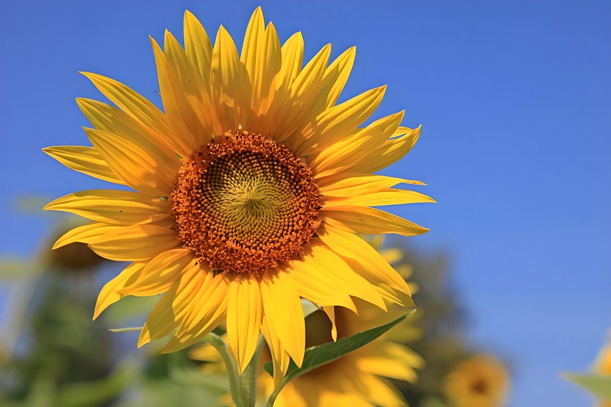 Sonnenblume im klaren Sommerlicht