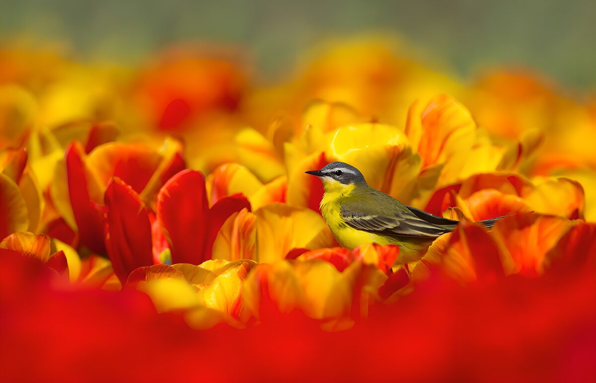 Schafstelze im Farbenmeer der Tulpen