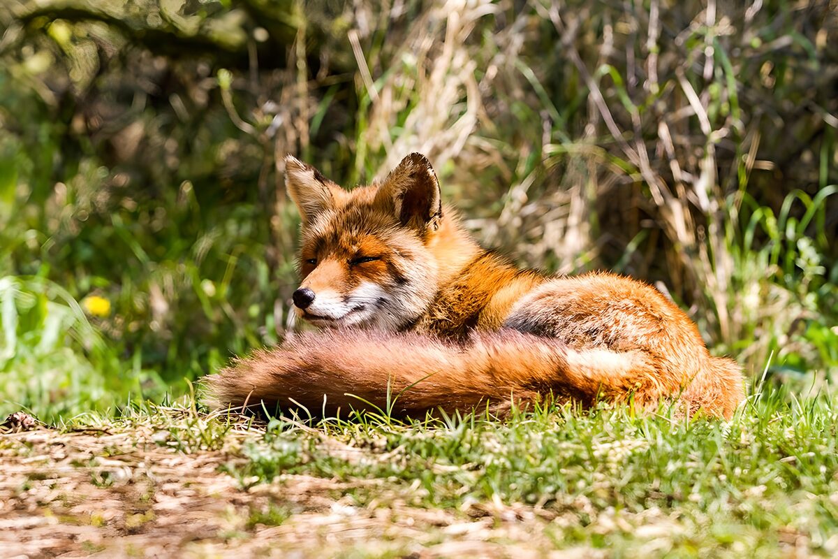 Rotfuchs ruht im sonnigen Gras
