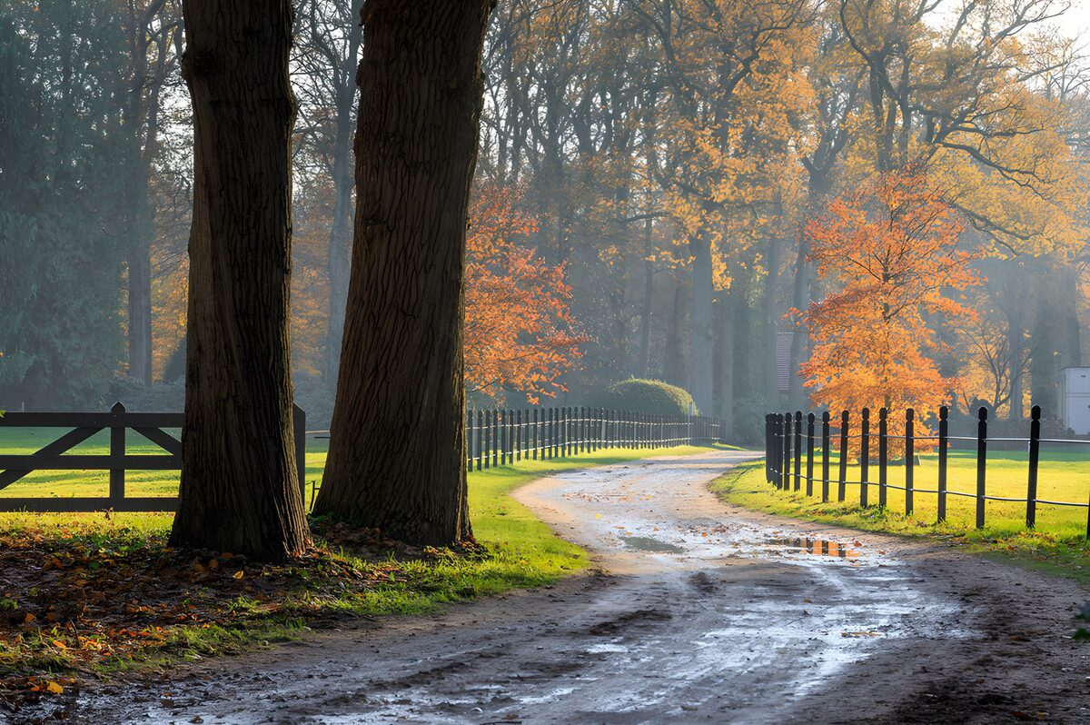 Nasser Waldweg im warmen Herbstlicht