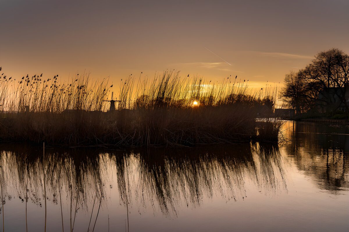 Sonnenuntergang hinter dichtem Schilf