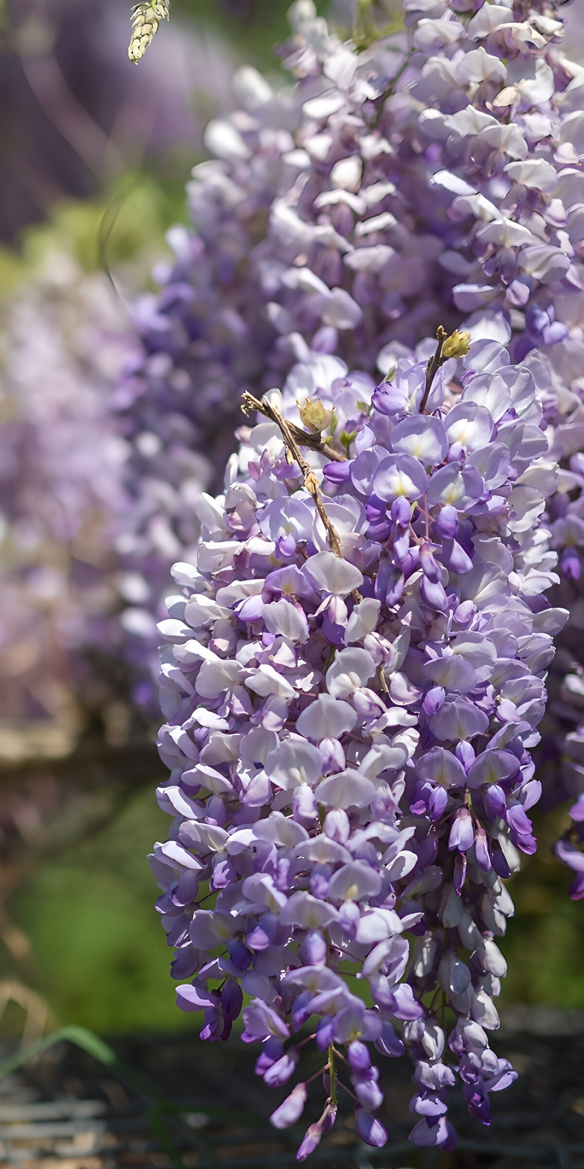 Blauregen in der Frühlingssonne