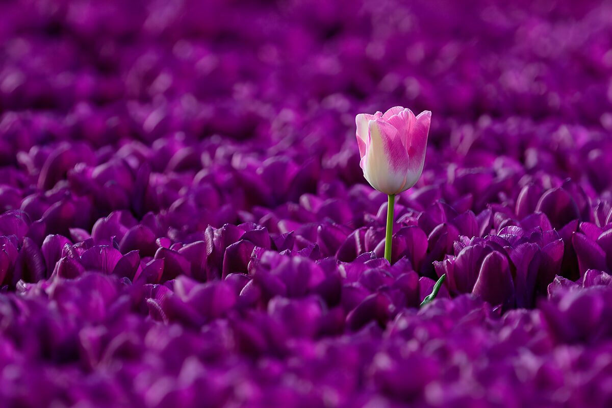 Rosa-weiße Tulpe im violetten Blütenmeer