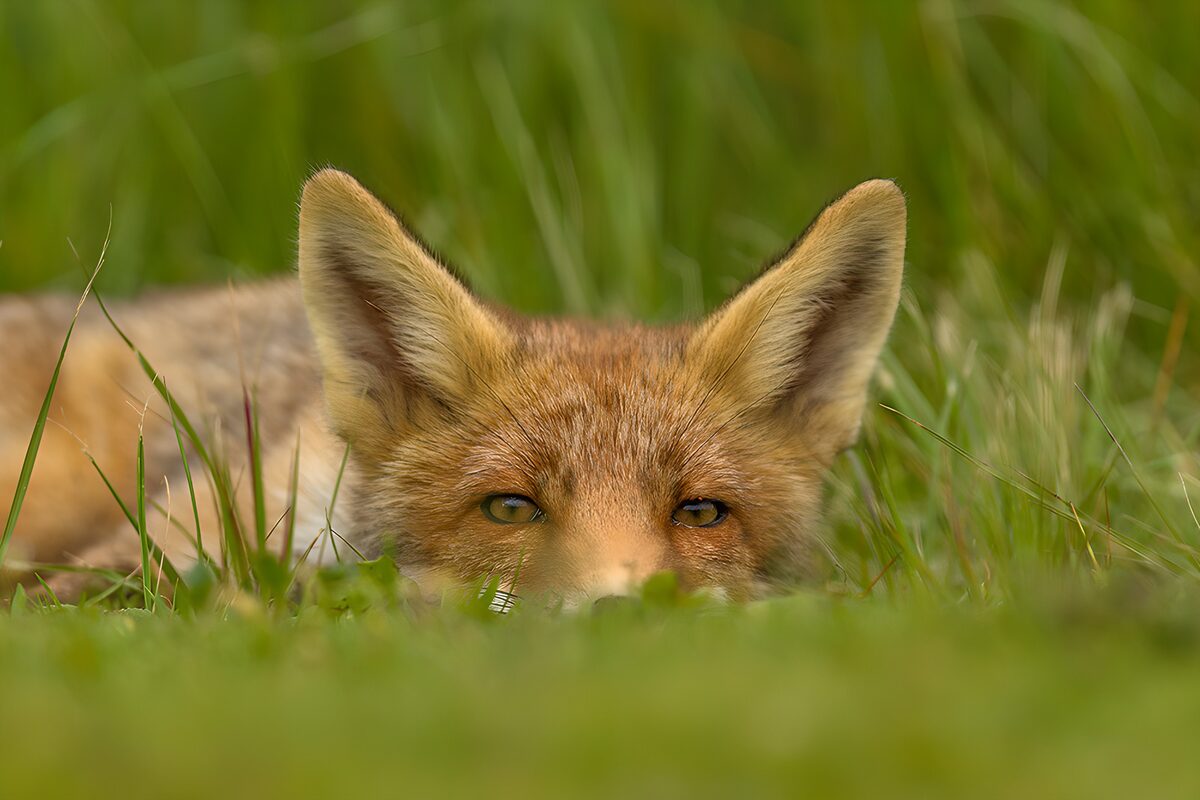 Ein Fuchsblick aus stillem Grün