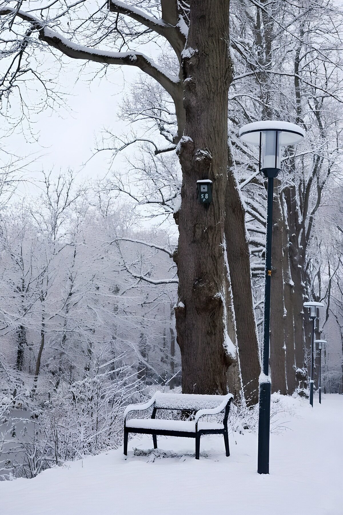 Verschneite Parkbank unter kahlem Baum