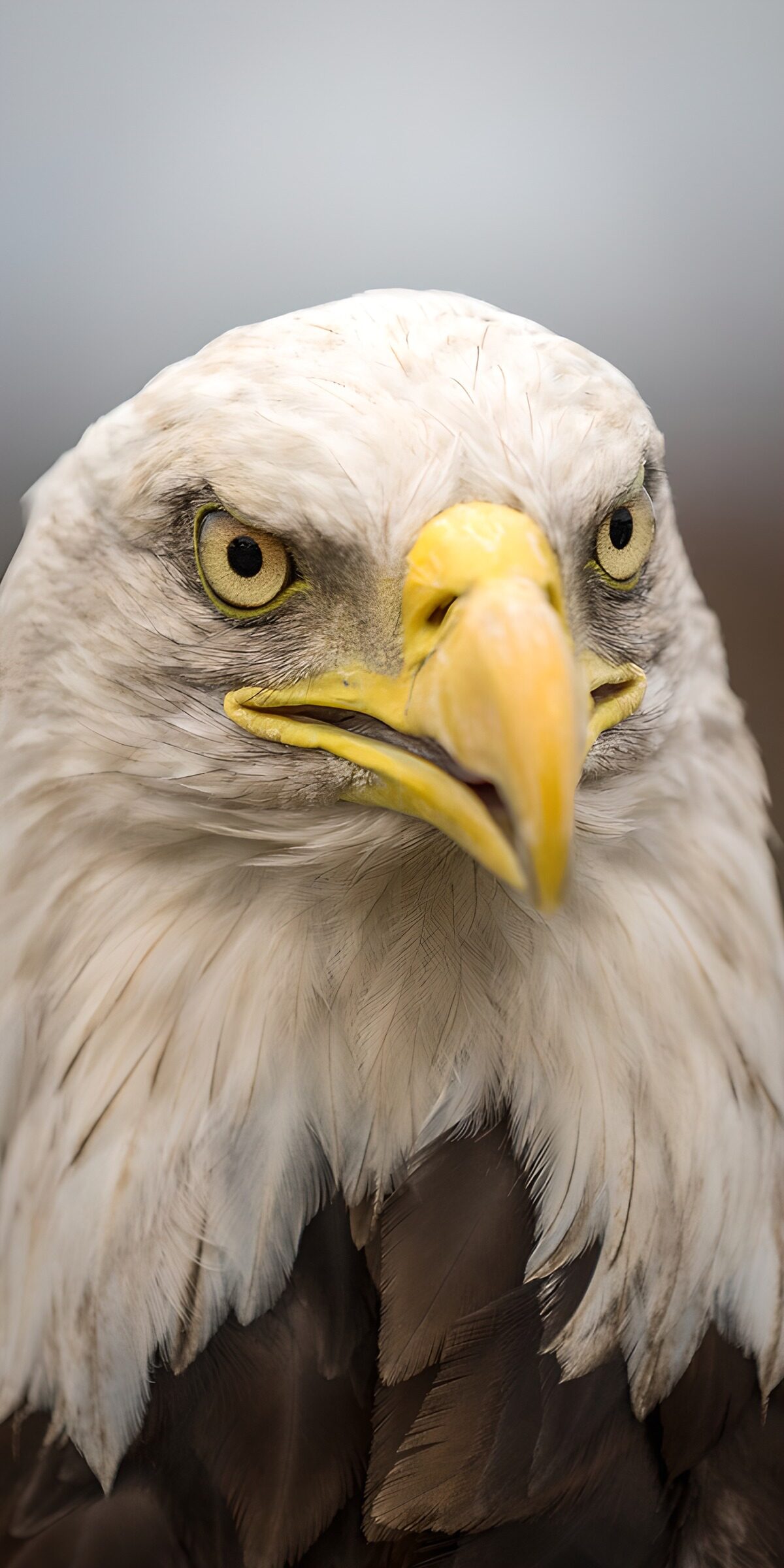 Weißkopfseeadler ganz nah