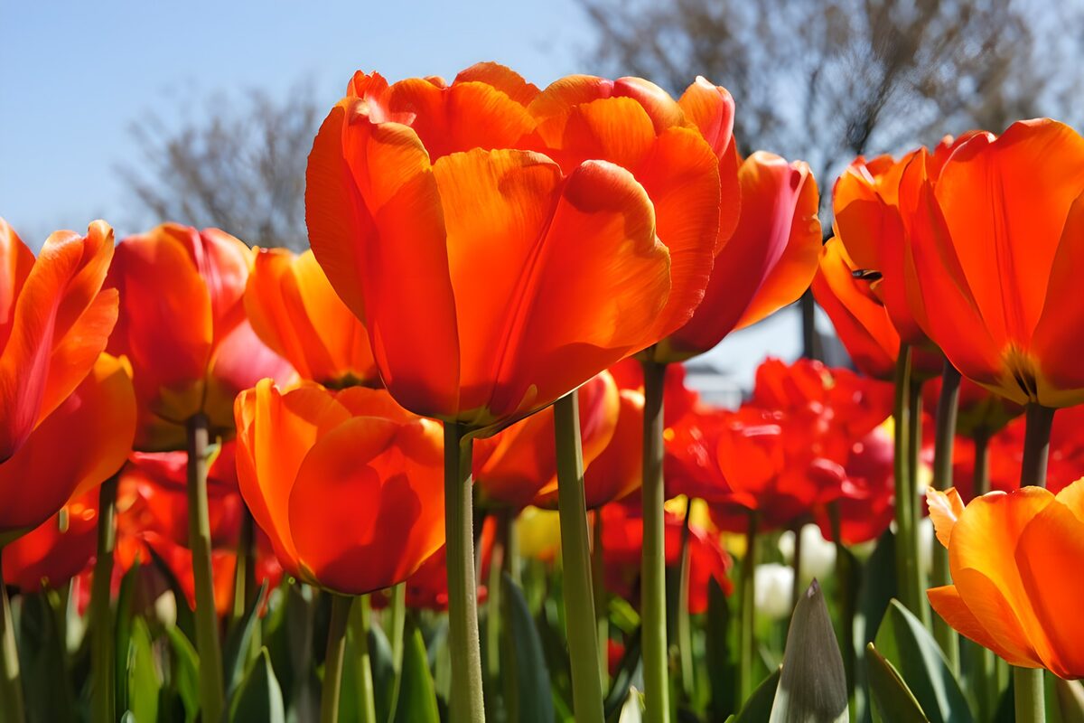 Orange und rote Tulpen im Sonnenlicht