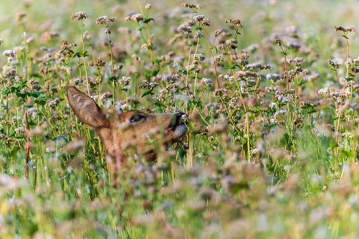 Reh zwischen hohen Wiesenblumen