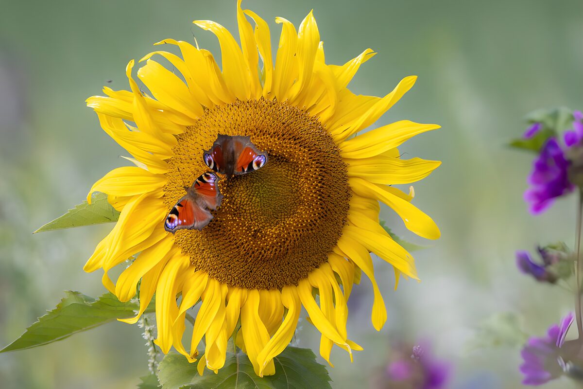 Sonnenblume mit Tagpfauenaugen im Licht