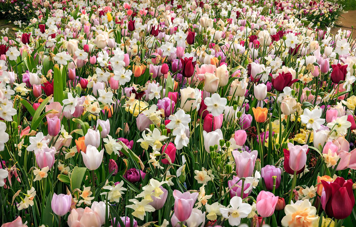 Tulpen und Narzissen im Frühlingsbeet