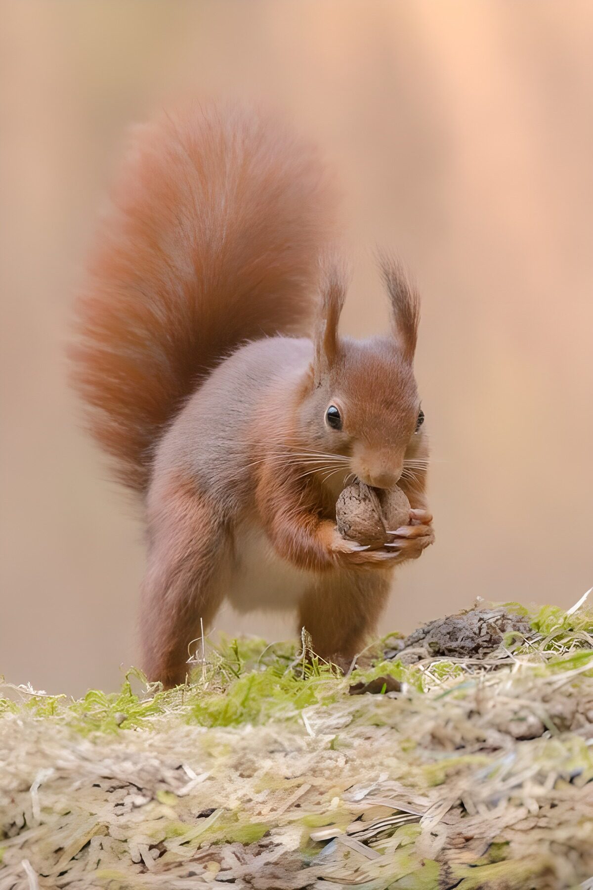 Rotes Eichhörnchen mit Walnuss