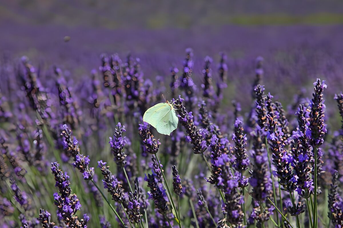 Zitronenfalter auf sonnigem Lavendel