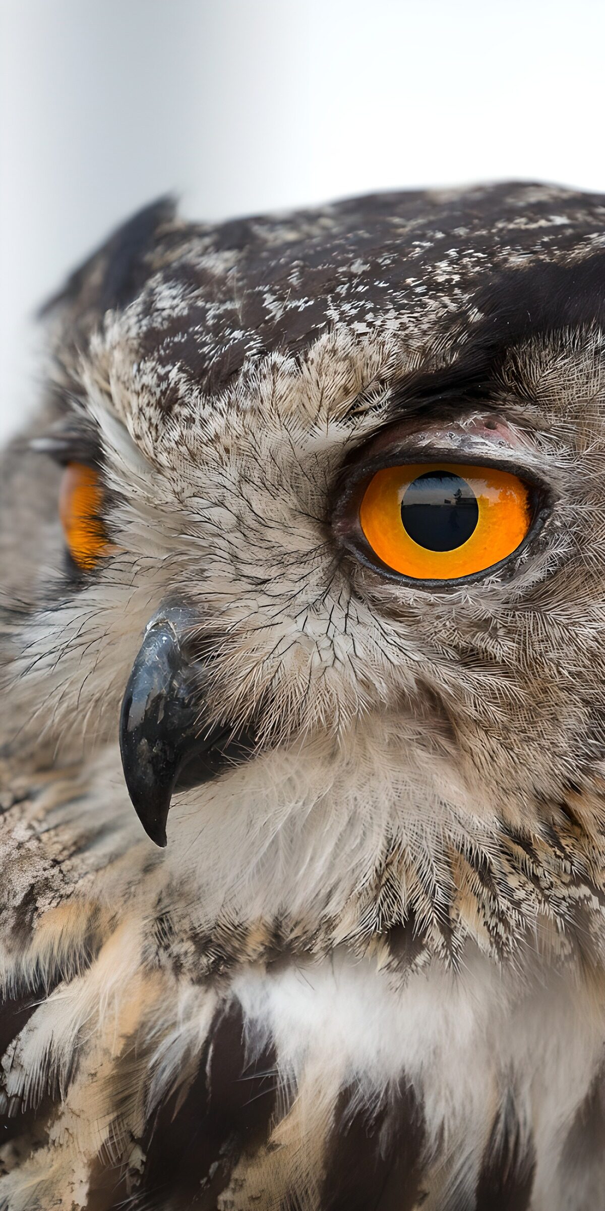 Uhu im Porträt mit orangefarbenen Augen
