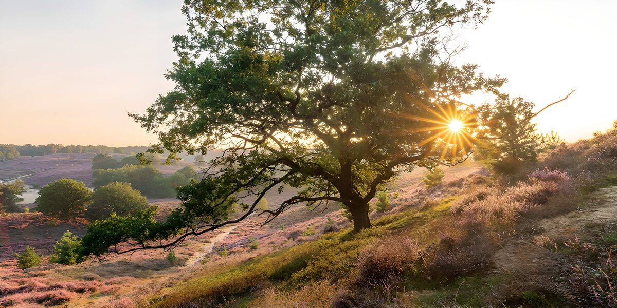 Baum in blühender Heide im Sonnenlicht