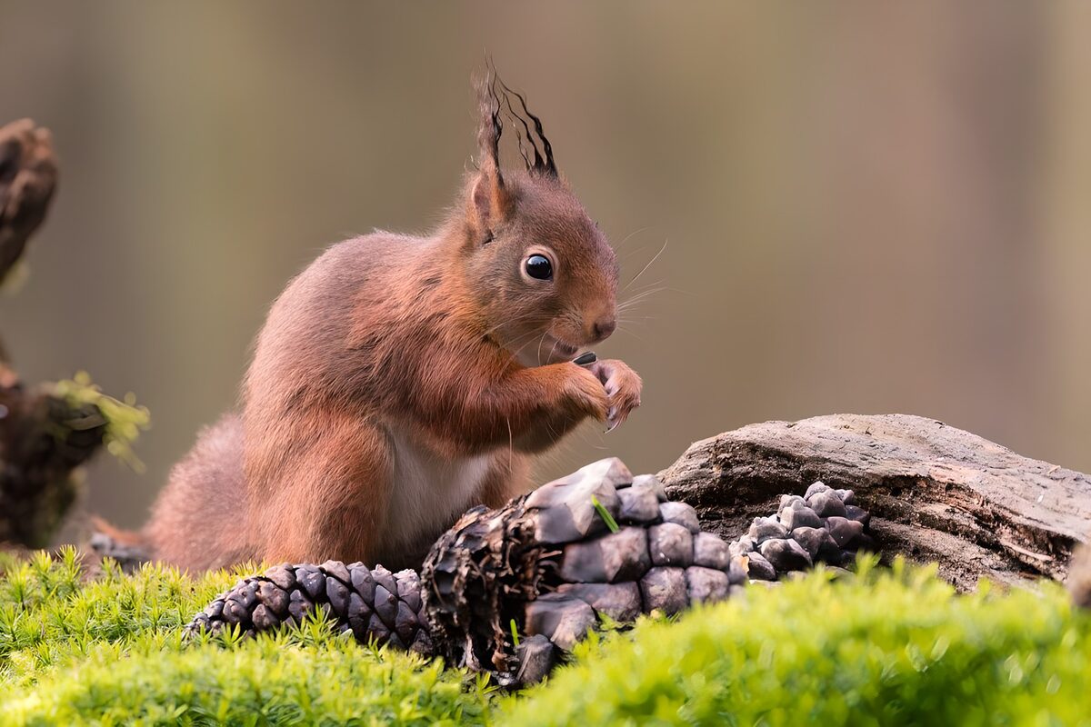 Eichhörnchen beim Knabbern im grünen Moos