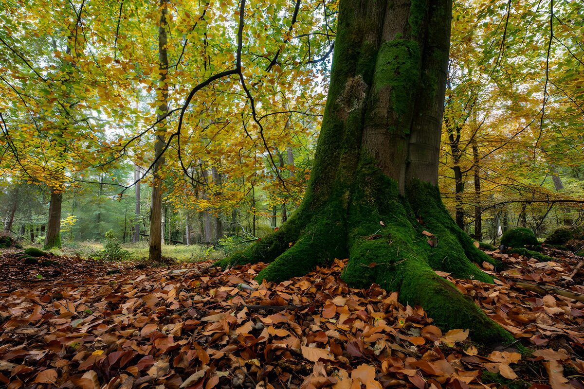 Herbstwald mit moosbewachsenen Wurzeln