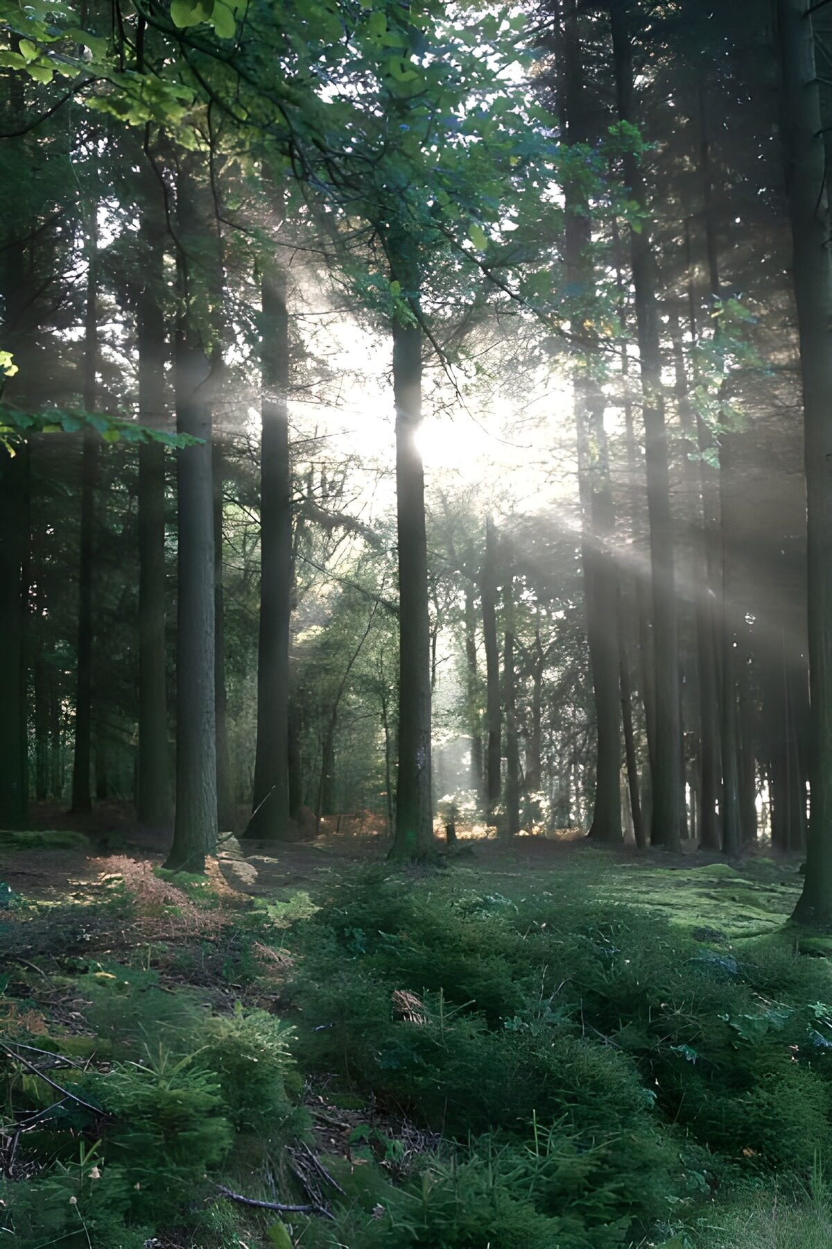 Sonnenstrahlen im grünen Wald