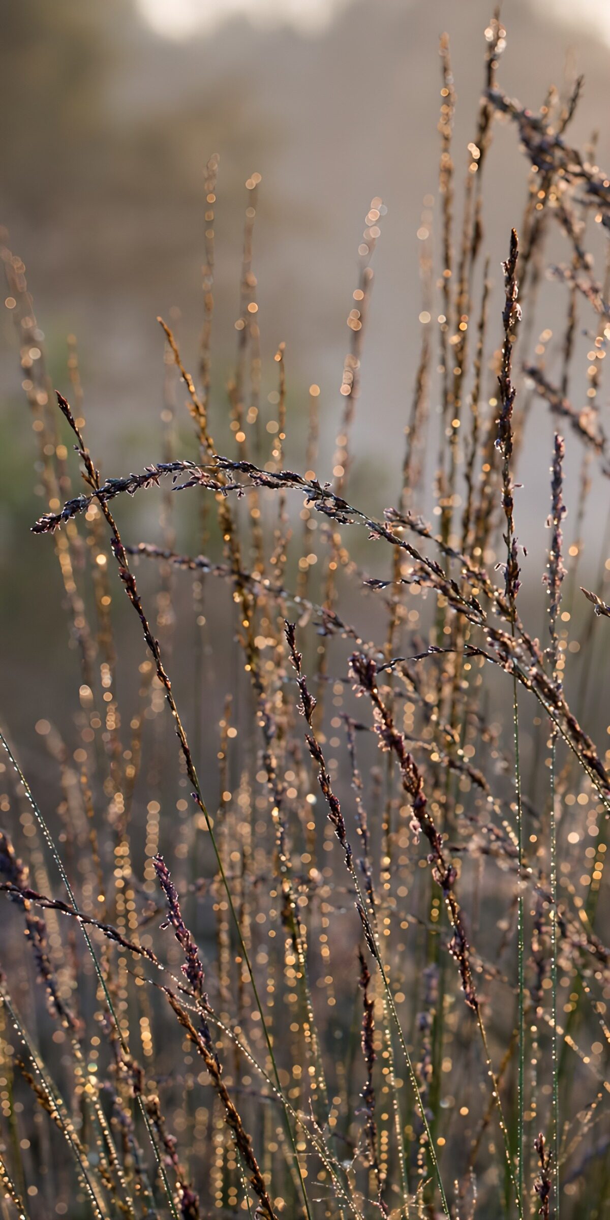 Gräser mit Tau im goldenen Gegenlicht