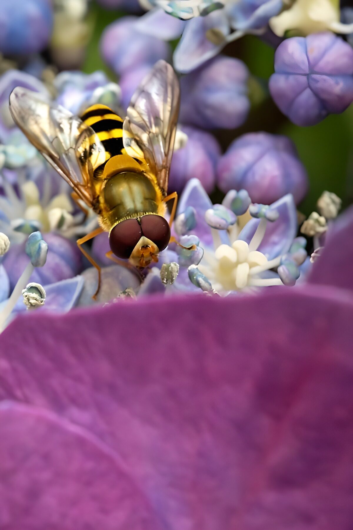 Schwebfliege auf Hortensien im Licht
