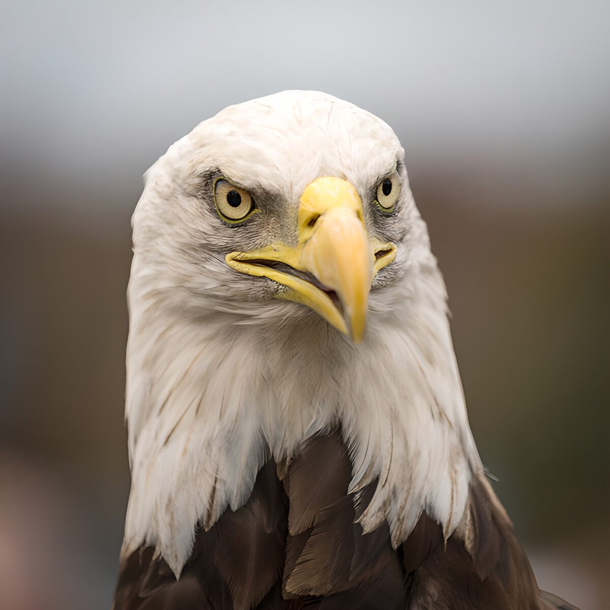 Weißkopfseeadler mit wachem Blick