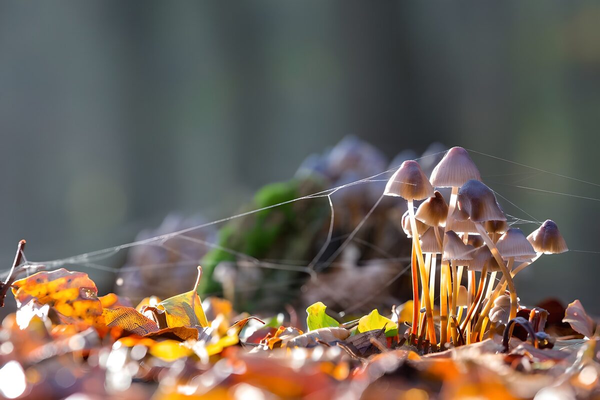 Kleine Pilze im warmen Herbstlicht