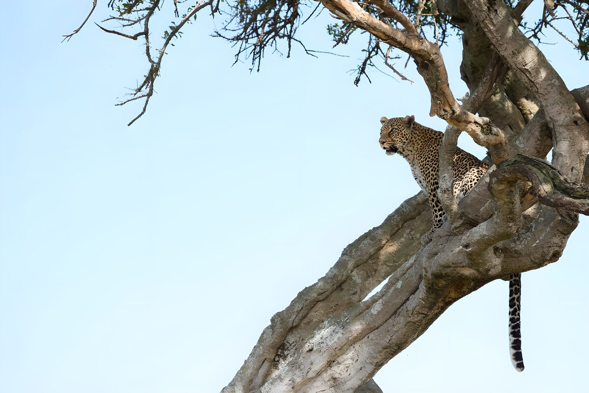 Leopard in der Astgabel auf Wache