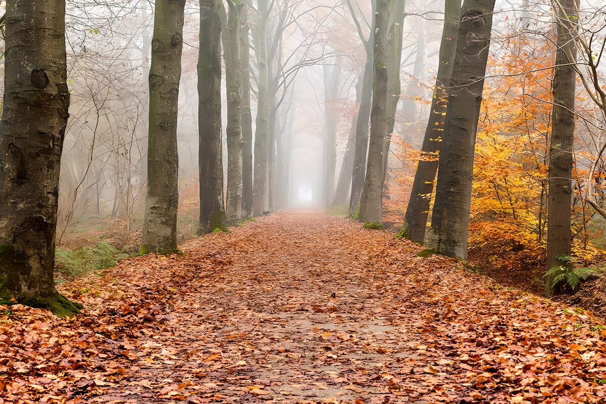 Herbstlicher Waldweg im Nebel