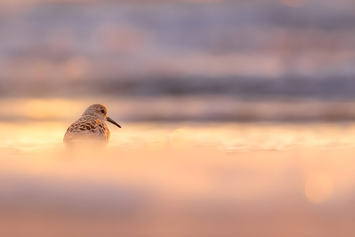 Watvogel im goldenen Wasser