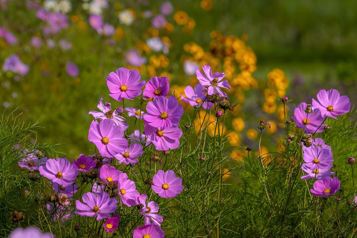 Rosa und lila Kosmeen im Sonnenlicht