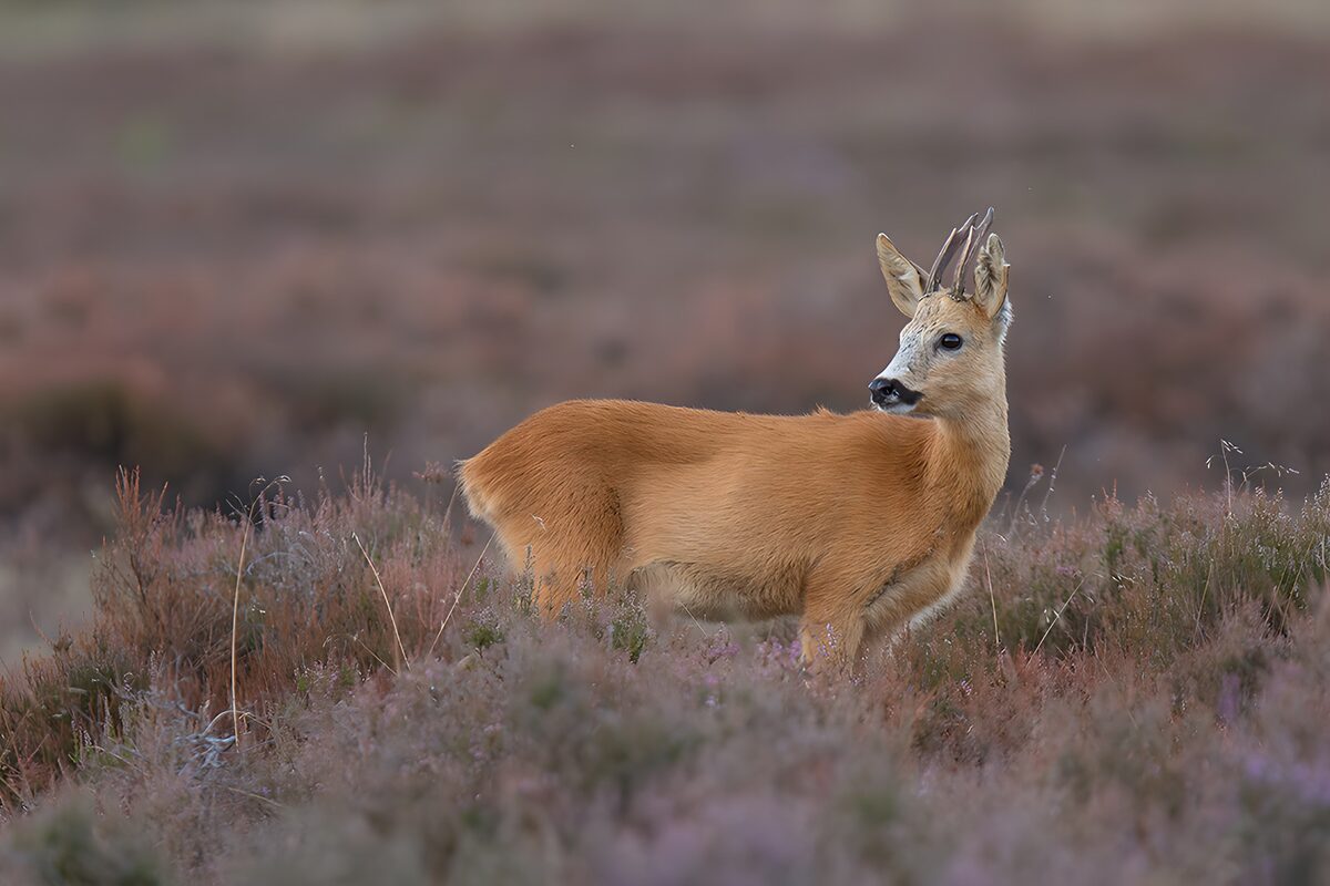 Wachsamer Rehbock zwischen Heide und Gras
