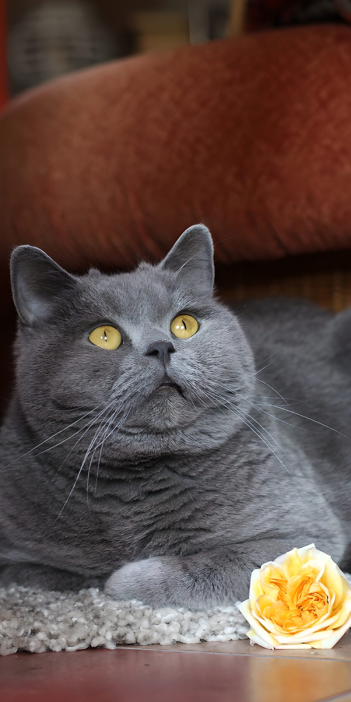 Graue Katze mit gelber Rose