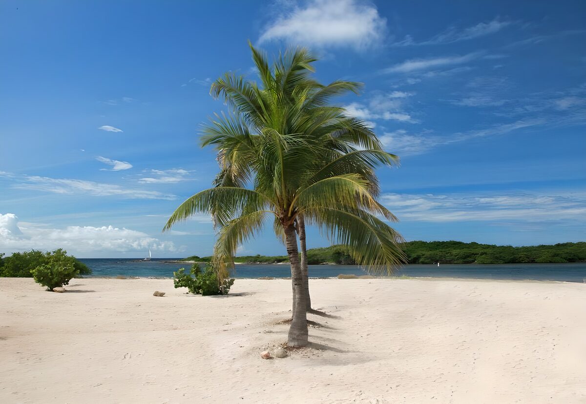 Zwei Palmen am sonnigen Sandstrand
